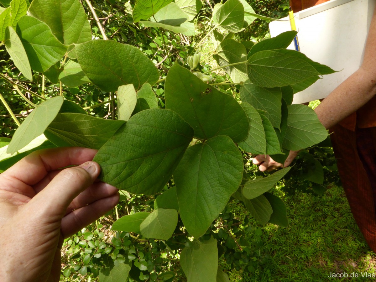 Rhynchosia hirta (Andrews) Meikle & Verdc.